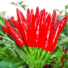 Thai Hot Pepper Bird Chili Seeds - 50+ Non-GMO Capsicum frutescens Vegetable Seeds - Image 1
