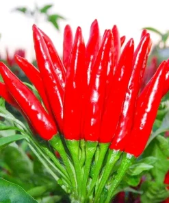 Thai Hot Pepper Bird Chili Seeds - 50+ Non-GMO Capsicum frutescens Vegetable Seeds - Image 1