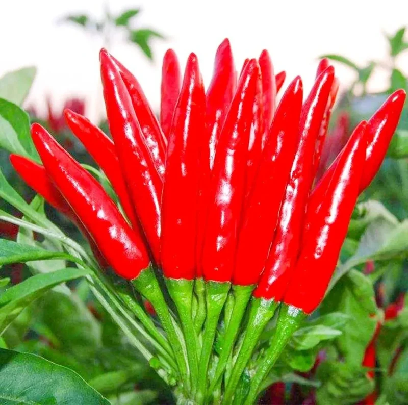 Thai Hot Pepper Bird Chili Seeds - 50+ Non-GMO Capsicum frutescens Vegetable Seeds - Image 1