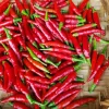 Thai Red Chili Seeds - Piri Piri Hot Pepper Heirloom Non-GMO - Indoor/Outdoor - Image 1