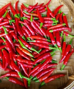 Thai Red Chili Seeds - Piri Piri Hot Pepper Heirloom Non-GMO - Indoor/Outdoor - Image 1