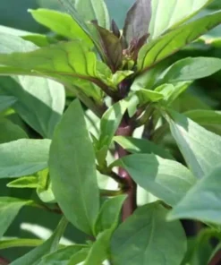 Thai Sweet Basil Live Plant - Siam Queen Organic Basil, Non-GMO - Image 2