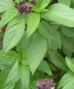 Thai Sweet Basil Live Plant - Siam Queen Organic Basil, Non-GMO - Image 3