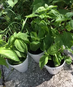 Thai Sweet Basil Live Plant - Siam Queen Organic Basil, Non-GMO - Image 4