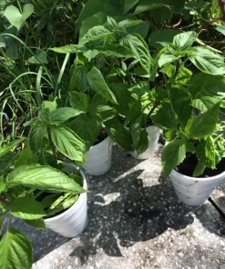 Thai Sweet Basil Live Plant - Siam Queen Organic Basil, Non-GMO - Image 5