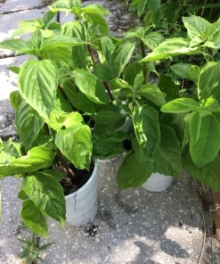 Thai Sweet Basil Live Plant - Siam Queen Organic Basil, Non-GMO - Image 6