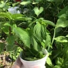 Thai Sweet Basil Live Plant - Siam Queen Organic Basil, Non-GMO - Image 1