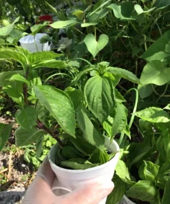 Thai Sweet Basil Live Plant - Siam Queen Organic Basil, Non-GMO - Image 1
