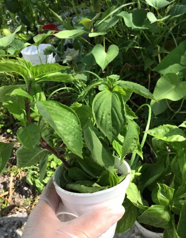 Thai Sweet Basil Live Plant - Siam Queen Organic Basil, Non-GMO - Image 1