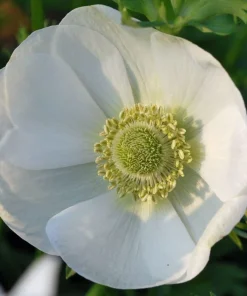 The Bride Poppy Anemone Bulbs - Windflowers - 15 Bulbs - 8/+ cm - White - Image 2