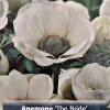 The Bride Poppy Anemone Bulbs - Windflowers - 15 Bulbs - 8/+ cm - White - Image 1
