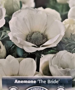 The Bride Poppy Anemone Bulbs - Windflowers - 15 Bulbs - 8/+ cm - White - Image 1