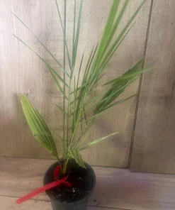 The Canary Palm in 4" Pot, Phoenix canariensis, date - Image 2