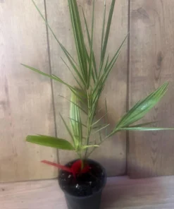 The Canary Palm in 4