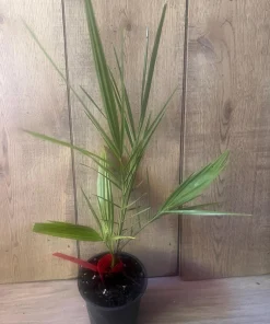 The Canary Palm in 4
