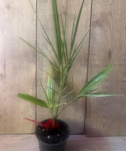 The Canary Palm in 4
