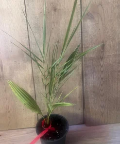 The Canary Palm in 4