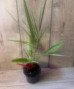 The Canary Palm in 4