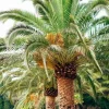 The Canary Palm in 4" Pot, Phoenix canariensis, date - Image 1