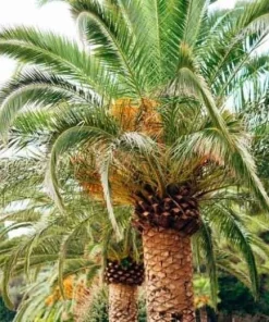 The Canary Palm in 4" Pot, Phoenix canariensis, date - Image 1