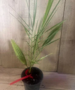 The Canary Palm in 4