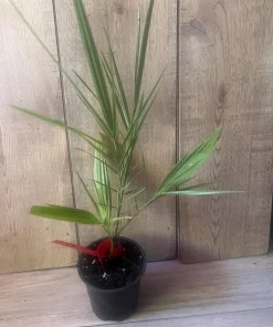 The Canary Palm in 4