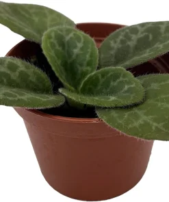 The Dark One Primulina Live Plant - 2.5 inch Pot - Indoor African Violet Relative - Image 2