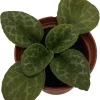 The Dark One Primulina Live Plant - 2.5 inch Pot - Indoor African Violet Relative - Image 1