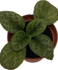 The Dark One Primulina Live Plant - 2.5 inch Pot - Indoor African Violet Relative - Image 1