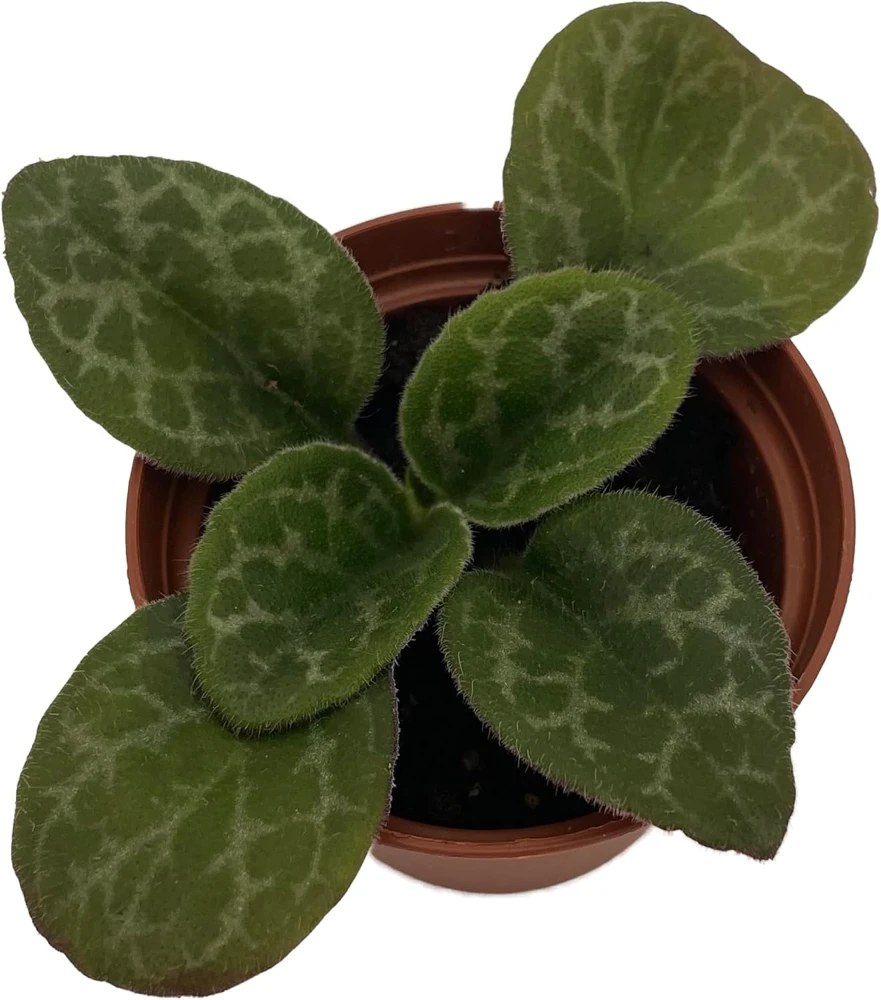 The Dark One Primulina Live Plant - 2.5 inch Pot - Indoor African Violet Relative - Image 1