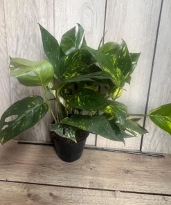 The Epipremnum aureum ‘Yellow Sunrise’ in 6" Pot - Image 2