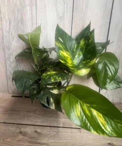 The Epipremnum aureum ‘Yellow Sunrise’ in 6