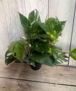 The Epipremnum aureum ‘Yellow Sunrise’ in 6