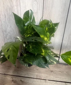 The Epipremnum aureum ‘Yellow Sunrise’ in 6