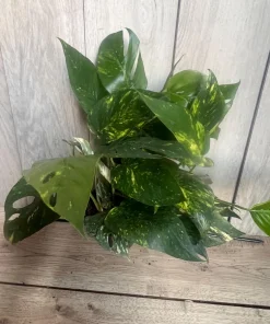 The Epipremnum aureum ‘Yellow Sunrise’ in 6
