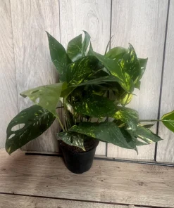 The Epipremnum aureum ‘Yellow Sunrise’ in 6
