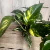 The Epipremnum aureum ‘Yellow Sunrise’ in 6" Pot - Image 1