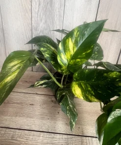 The Epipremnum aureum ‘Yellow Sunrise’ in 6" Pot - Image 1