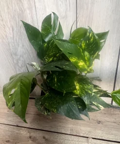 The Epipremnum aureum ‘Yellow Sunrise’ in 6