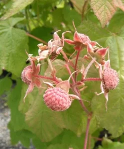 Thimbleberry Live Plant – 3-4