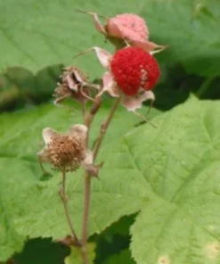 Thimbleberry Live Plant – 3-4