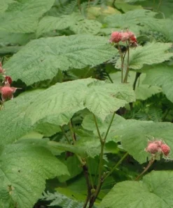 Thimbleberry Live Plant – 3-4