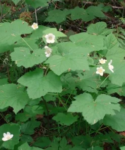 Thimbleberry Live Plant – 3-4