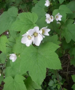 Thimbleberry Live Plant – 3-4