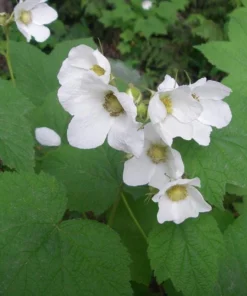 Thimbleberry Live Plant – 3-4
