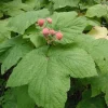 Thimbleberry Live Plant – 3-4" Tall – 4" Pot – Native Berry Shrub – Shade-Fruit - Image 1