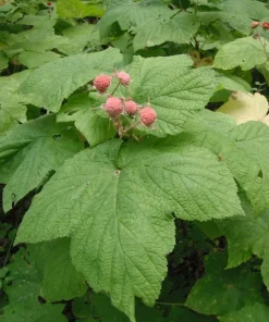 Thimbleberry Live Plant – 3-4