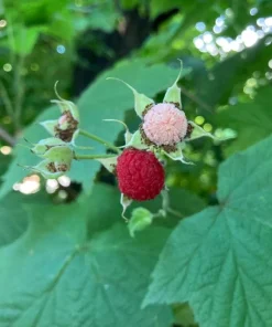 Thimbleberry Live Plant – 3-4