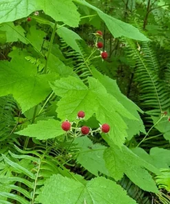 Thimbleberry Live Plant – 3-4