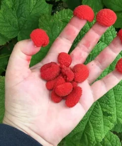 Thimbleberry Live Plant – 3-4